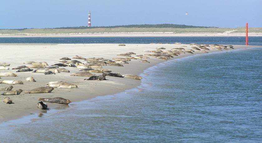 Aphrodite Met Zonnig Terras, Eigen Keuken, Verwarmd Hotel-Zwembad, Nabij Dorp, Duinen En Strand Hollum  Exteriör bild